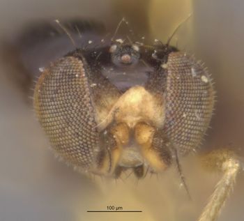 Media type: image;   Entomology 13399 Aspect: head frontal view